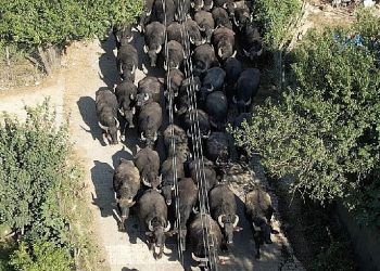 Kocaeli Büyükşehir’den üreticilere damızlık manda boğası dayanağı