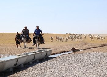 Konya Büyükşehir Hazırladığı Sıvatlarla Hayvanlara Can Suyu Olmaya Devam Ediyor