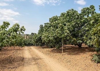 Metro Türkiye, Coğrafik İşaret Tescilli Bursa Siyah İnciri’nin İzindeydi