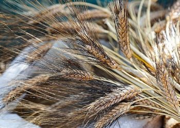 Seferihisar’da “Ata Ekmeği ve Armola” şenliği coşkusu