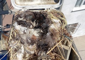 Sokak lambası bakımında sürpriz konuk