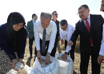Tarladan Sofraya; Cerrah Kuru Fasulyesi