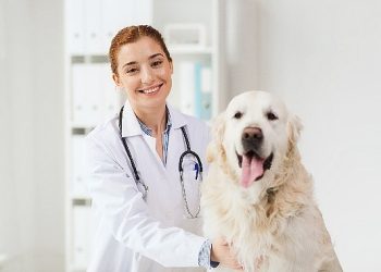 Tüm Dünyada Her Yıl 59 Bin Kişinin Hayatını Kaybettiği Kuduz, Büsbütün Önlenebilen Bir Hastalıktır