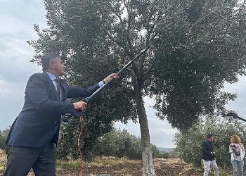 Aliağa’da 2. Zeytin Hasat Şenliği Düzenlendi