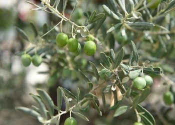 Ayvalık 18. Milletlerarası Zeytin Hasat Şenliği Başlıyor