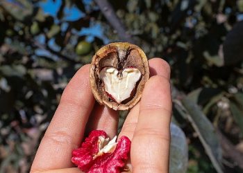 Ceviz Üreticileri Derneği, 2023 Yılında 4 Bin ton Rekolte Hedefliyor