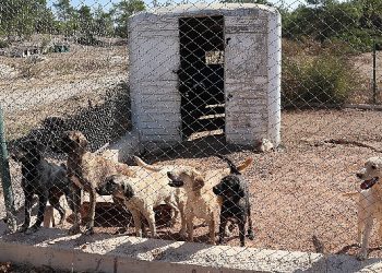 Egeli ihracatçılardan barınak hayvanlarına mama yardımı