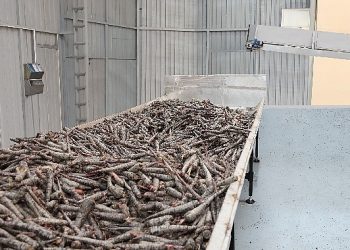 Ereğli’de Mor Havuç Hasadına Başlayan Doğanay’ın Maksadı Şalgam ile Türkiye’de Hanelerin Tamamına Ulaşmak