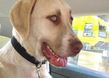 Kadıköy Belediyesi Süreksiz Hayvan Bakımevi’nden Sahiplendiği Görme Engelli Köpeğine Mesken Kiraladı