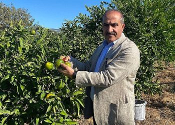 Satsuma mandalinanın ihracat seyahati 20 Ekim’de başlıyor