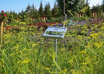 128 Çeşit bitki çeşidi ile Koku Bahçesi Seyir Doruğunda ziyaretçilerini bekliyor
