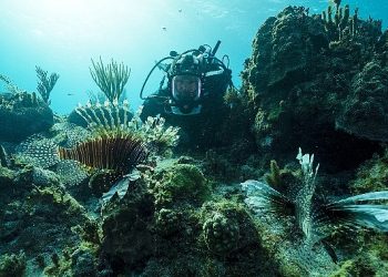 BBC Earth Denizaltı ve Yeryüzündeki Süper Görüntüleri Konutlara Getiriyor