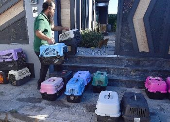 İzmir’de taşınabilir araçla kısırlaştırma hizmeti sürüyor