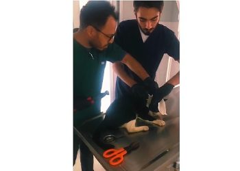 Kartepe’de kedi pimaş kesiminden kurtuldu