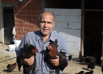 Kocaeli’de yüzde 50 hibeli tavuk takviyesi üreticilerin yüzünü güldürdü