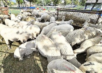 Lokal üreticiye ve kırsala takviye sürüyor
