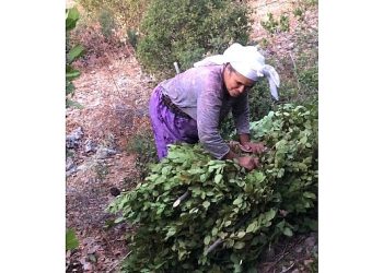 Tarım Güçbirliği Kooperatifi 5 Ton Defne Yaprağı Sattı