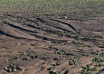 TEMA Vakfı: Toprağı korumak hepimizin misyonu, Türkiye Çöl Olmasın!