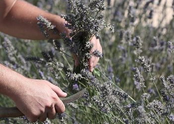 Tıbbi ve aromatik bitkilerin kıymeti ele alındı