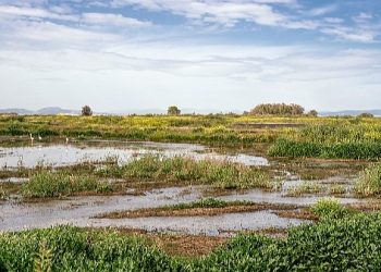 Türkiye ve Slovenya’da kuraklık ve sulak alanlar için ortak çalışma başlıyor.