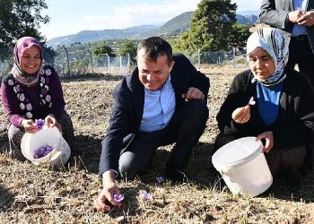Yenişehir’de safran üretimi üçüncü yılında