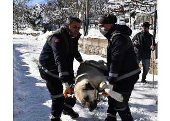 Başıboş köpekler mercek altında