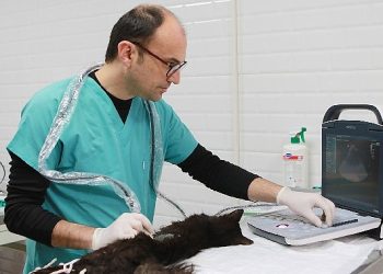 Bayraklı’da son 4,5 yılda 20 bin sokak hayvanına sıhhat hizmeti