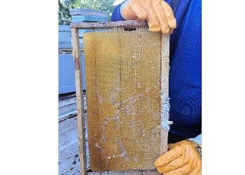 Büyükşehir 202 Bin Petek Şokladı