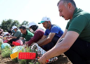 Büyükşehir’den tarıma 236 milyon 210 bin TL takviye