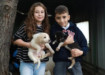 Çocuklar ile belediye el ele kedilere umut veriyor