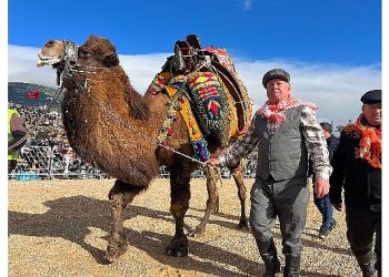 Kemalpaşa, klâsik deve güreşi şenliği’yle reklendi