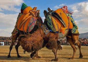 Körfezin incisi burhaniye 1. ulusal fotoğraf yarışı sonuçlandı