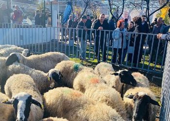 Küçükbaş takviyeleri 5 yılda 10 bini aştı