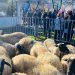 Küçükbaş takviyeleri 5 yılda 10 bini aştı