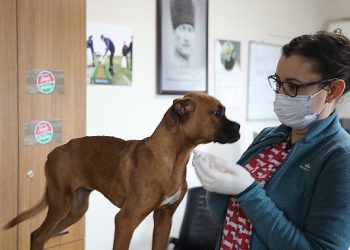 Muğla Büyükşehir 3 bin 83 Candostu Sahiplendirdi