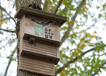 Ormanya “Tür Say!” etkinliğinde 494 müşahede