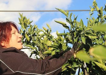 ‘Turuncu Dayanışma’yla Mandalina Kısmında Çürümedi
