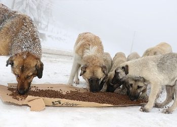 4 bin 209 sokak hayvanı sıcak yuvaya kavuştu