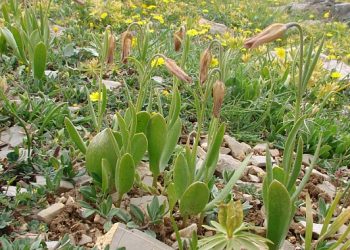 Anamur’da yeni bir aykırı lale tipi keşfedildi