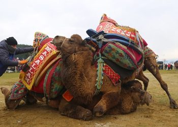 Bölgenin en büyük deve güreşi şenliği 4 Şubat’ta Torbalı’da