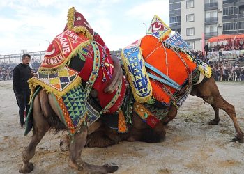 Burhaniye’de zeytin hasat Şenliği ve deve güreşleri başlıyor