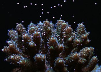 Canon araştırmacılar işbirliği yaparak dünyanın her yerindeki Mercan resiflerinin korunmasına dayanak oluyor