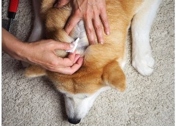 Evcil dostların deri ve tüy sıhhatini güçlü birleşenli desteklerle güçlendirmek mümkün