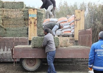 Hasret Çerçioğlu’ndan sıkıntı durumdaki üreticiye yem ve yonca takviyesi