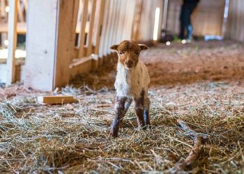 Kaçeli koyunlarının yeni meskeni Olivelo Yaşayan Parkı