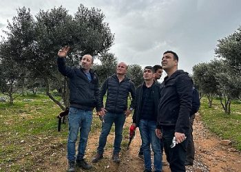 Milas’ta zeytine sahip çıkılıyor