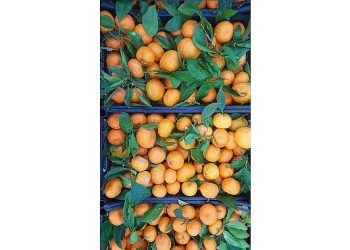 Seferihisar Belediyesi’nden depremzedelere 15 ton mandalina