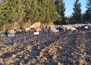 Tarım yerlerine ziyan veren koyunlara zabıta müdahale etti