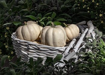 Hatay Beyaz Balkabağı, Metro Türkiye dayanağıyla Coğrafik İşaret Tesciline Kavuştu