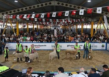 İnegöl Küçükbaş Hayvancılık Şenliğinin Tarihleri Belirli Oldu